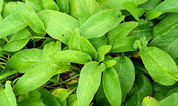 plant picture