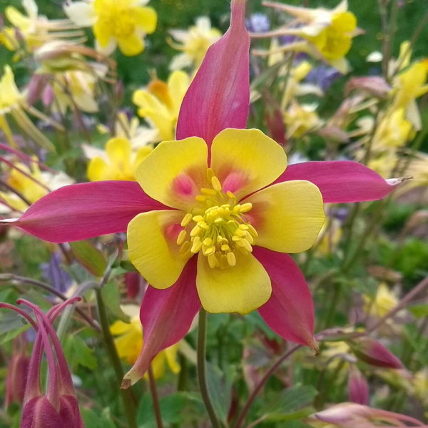 plant picture