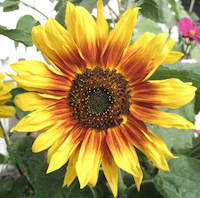 plant picture