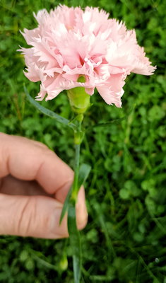 plant picture