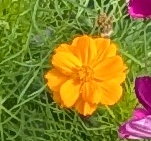 plant picture
