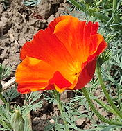 plant picture