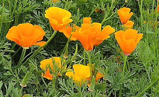 plant picture
