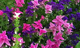 plant picture