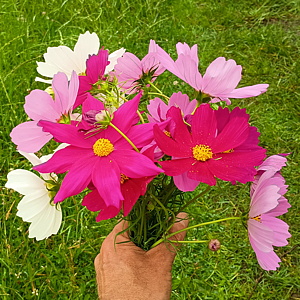 plant picture