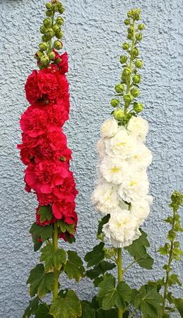 plant picture