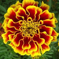 plant picture