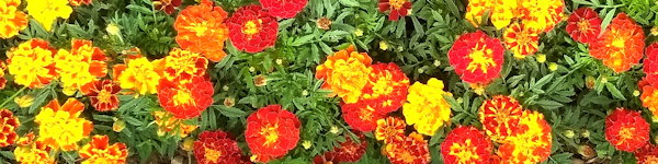 plant picture