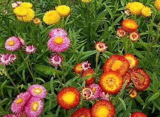 plant picture