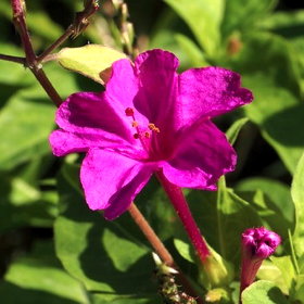 plant picture