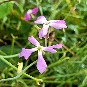 plant picture
