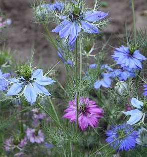 plant picture