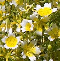 plant picture