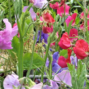 plant picture