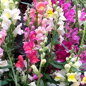 plant picture