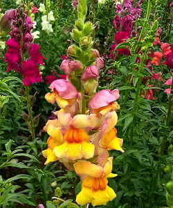 plant picture