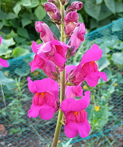 plant picture