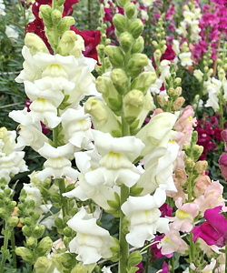 plant picture
