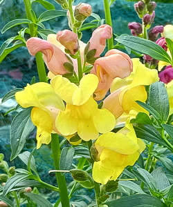 plant picture