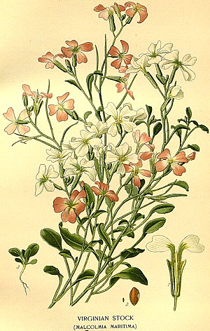 plant picture