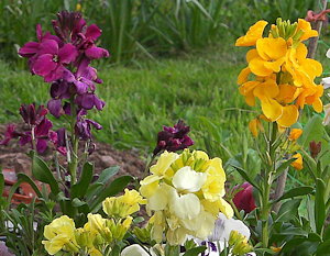 plant picture