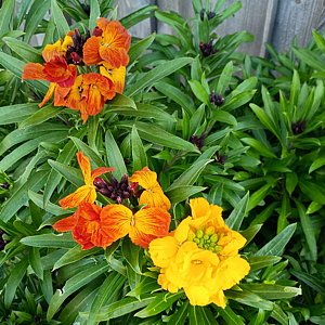 plant picture