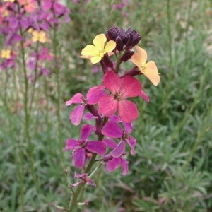 plant picture