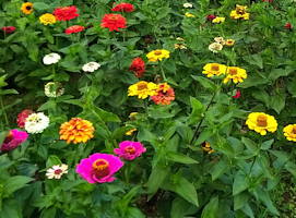 plant picture