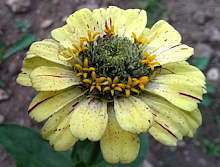 plant picture