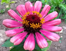 plant picture