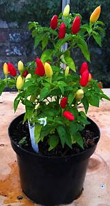 plant picture