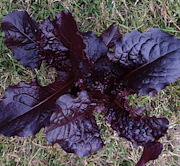 plant picture