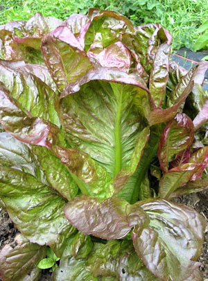 plant picture