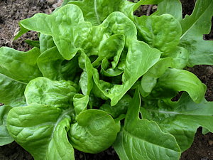 plant picture