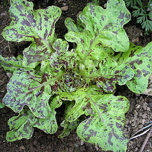plant picture