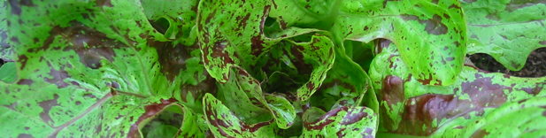 plant picture