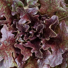 plant picture