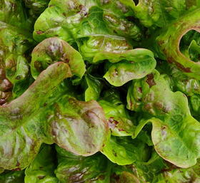 plant picture