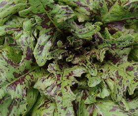 plant picture