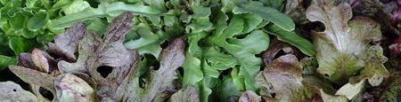 plant picture