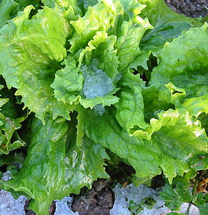 plant picture