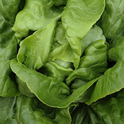 plant picture