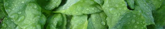 plant picture