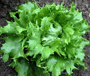 plant picture