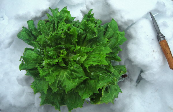 plant picture
