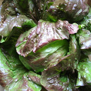 plant picture