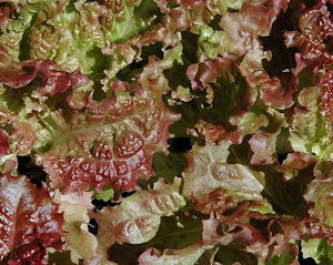 plant picture