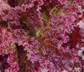 plant picture