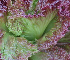 plant picture