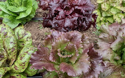 plant picture
